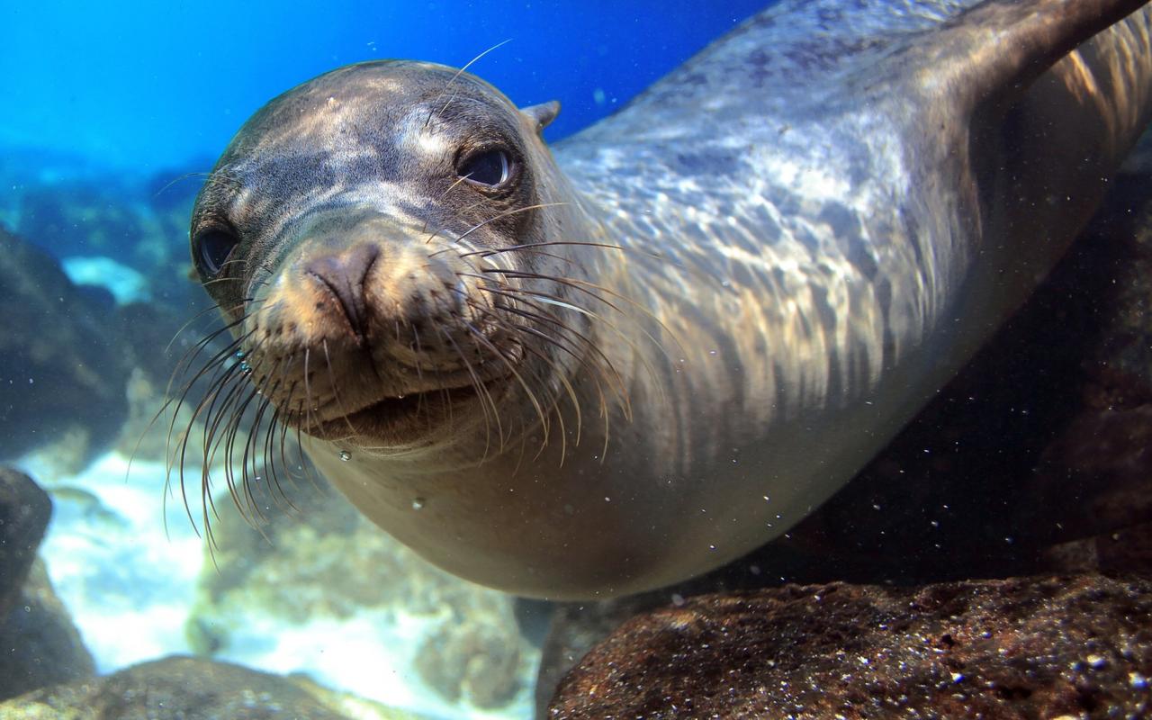 φώκιες μιμούνται την ανθρώπινη ομιλία