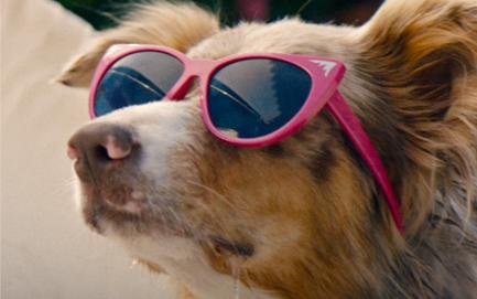 boom ikea save a greek stray 