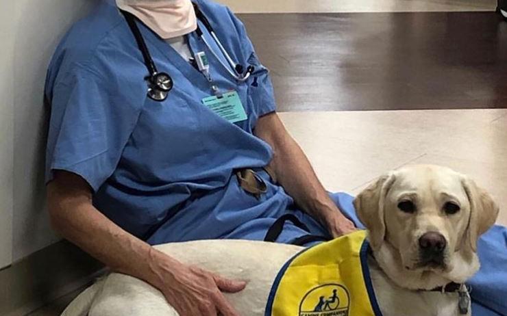 boom wynn σκύλος θεραπείας