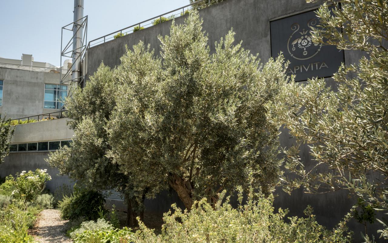 boom apivita μέρα περιβάλλοντος