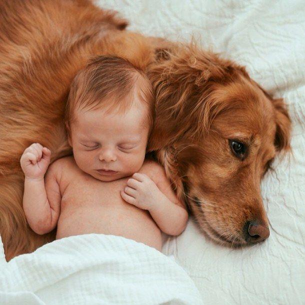 σκύλος και παιδί 